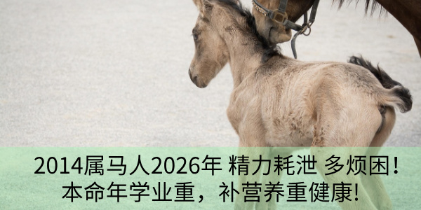 2014属马人2026年精力耗泄多烦困!本命年学业重,补营养重健康!