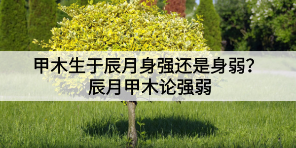 甲木生于辰月身强还是身弱?辰月甲木论强弱