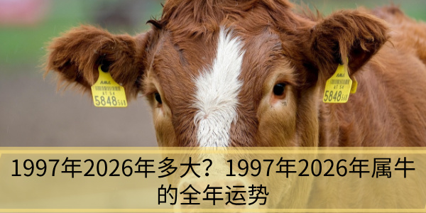 1997年2026年多大？1997年2026年属牛的全年运势