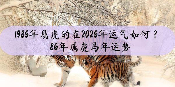 1986年属虎的在2026年运气如何？86年属虎马年运势