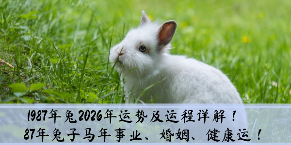 1987年兔2026年运势及运程详解！87年兔子马年事业、婚姻、健康运！