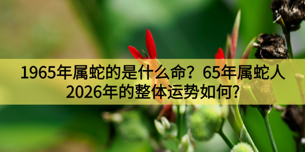 1965年属蛇的是什么命？65年属蛇人2026年的整体运势如何?
