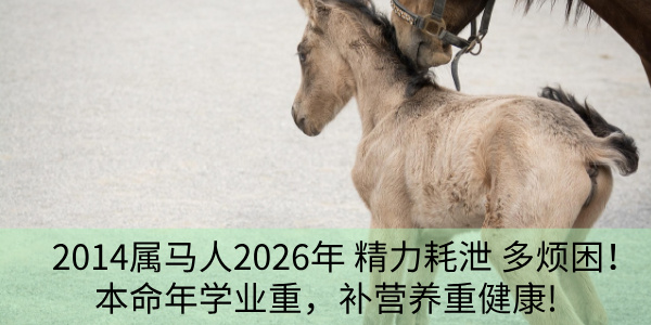 2014属马人2026年精力耗泄多烦困！本命年学业重，补营养重健康!