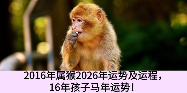 2016年属猴2026年运势及运程，16年孩子马年运势！