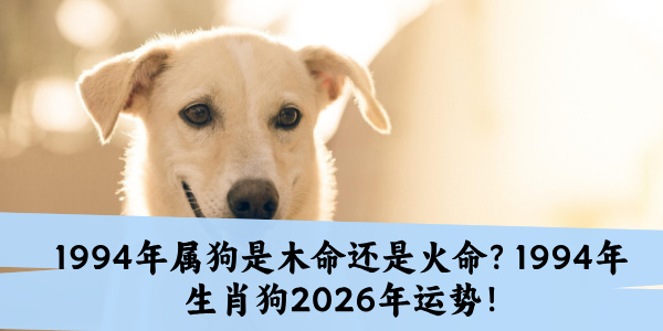 1982年狗2026年运势如何？82年狗事业、财富、人际情感运势详解！