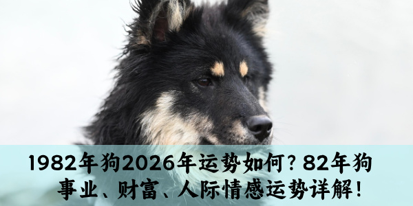 1982年狗2026年运势如何？82年狗事业、财富、人际情感运势详解！