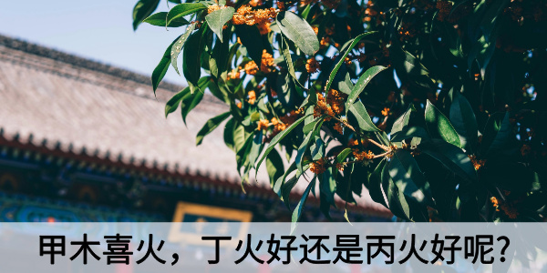 甲木喜火，丁火好还是丙火好呢?