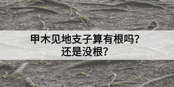甲木见地支子算有根吗？还是没根？