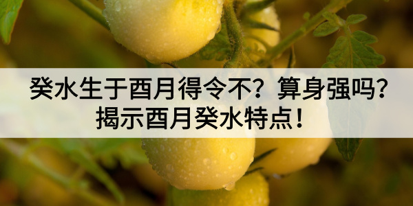 癸水生于酉月得令不？算身强吗？揭示酉月癸水特点！