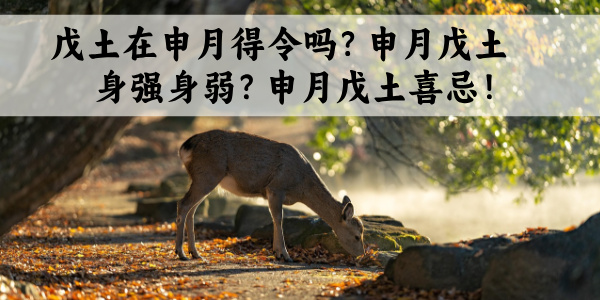 戊土在申月得令吗？申月戊土身强身弱？申月戊土喜忌！