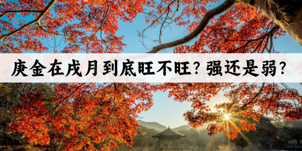 庚金在戌月到底旺不旺？强还是弱？
